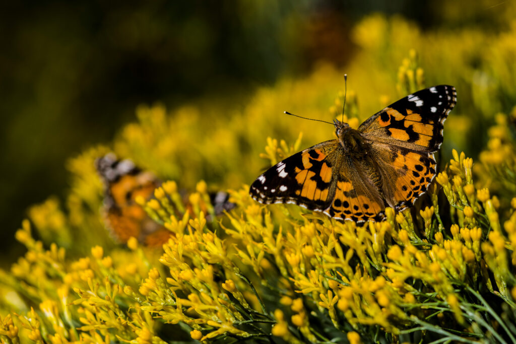 Painted Lady (Vanessa) Butterfly on Rubber Rabbitbrush (Ericameria nauseosa) in Dawes County. Painted lady butterflies converge on a rubber rabbitbrush plant at Chadron State College. Haag, Oct. 5, 2017. Copyright NEBRASKAland Magazine, Nebraska Game and Parks Commission.