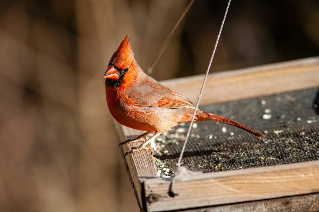 a cardinal sits at a birdfeeder