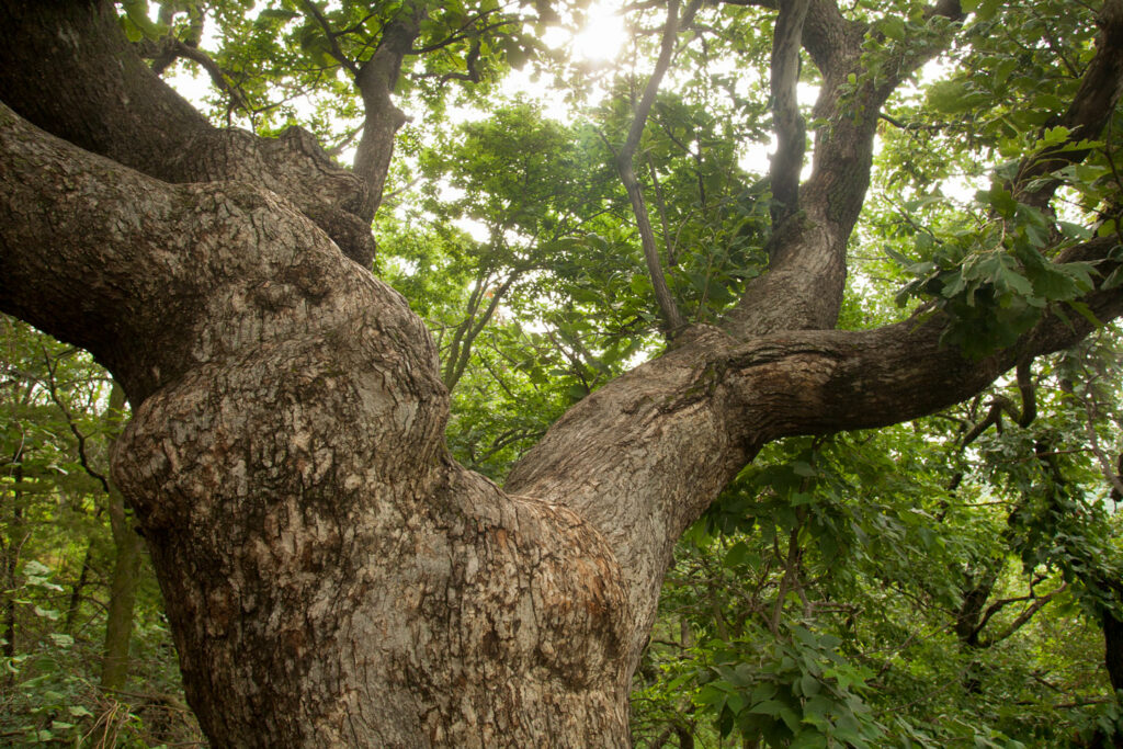 A lose-up shot of the bark and branches of an old bur oak tree at Ponca State Park