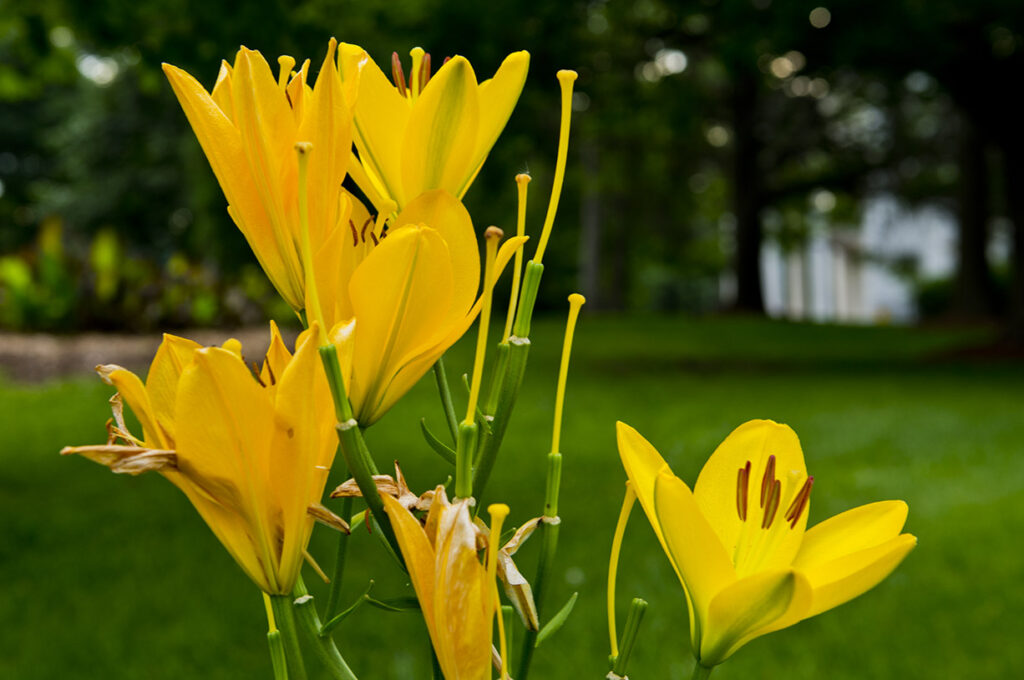 Flowers on grounds of Arbor Lodge State Historical Park