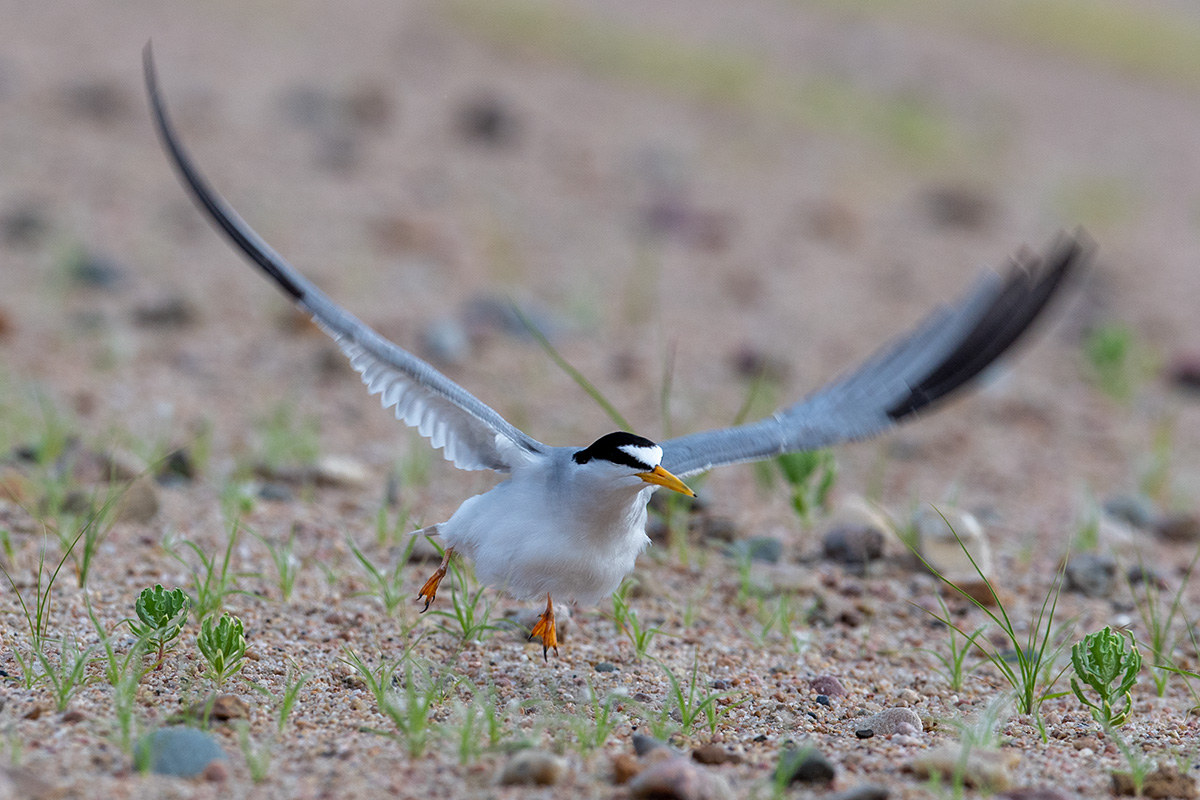 Nongame Bird Research Program