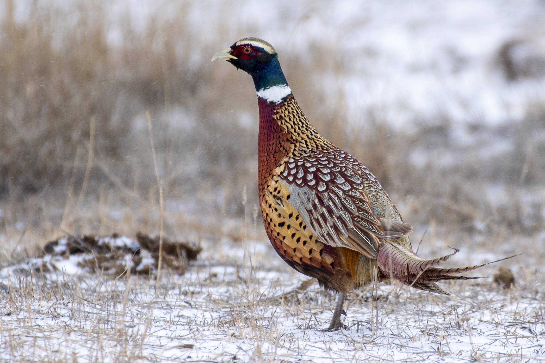 Upland Game Research Program