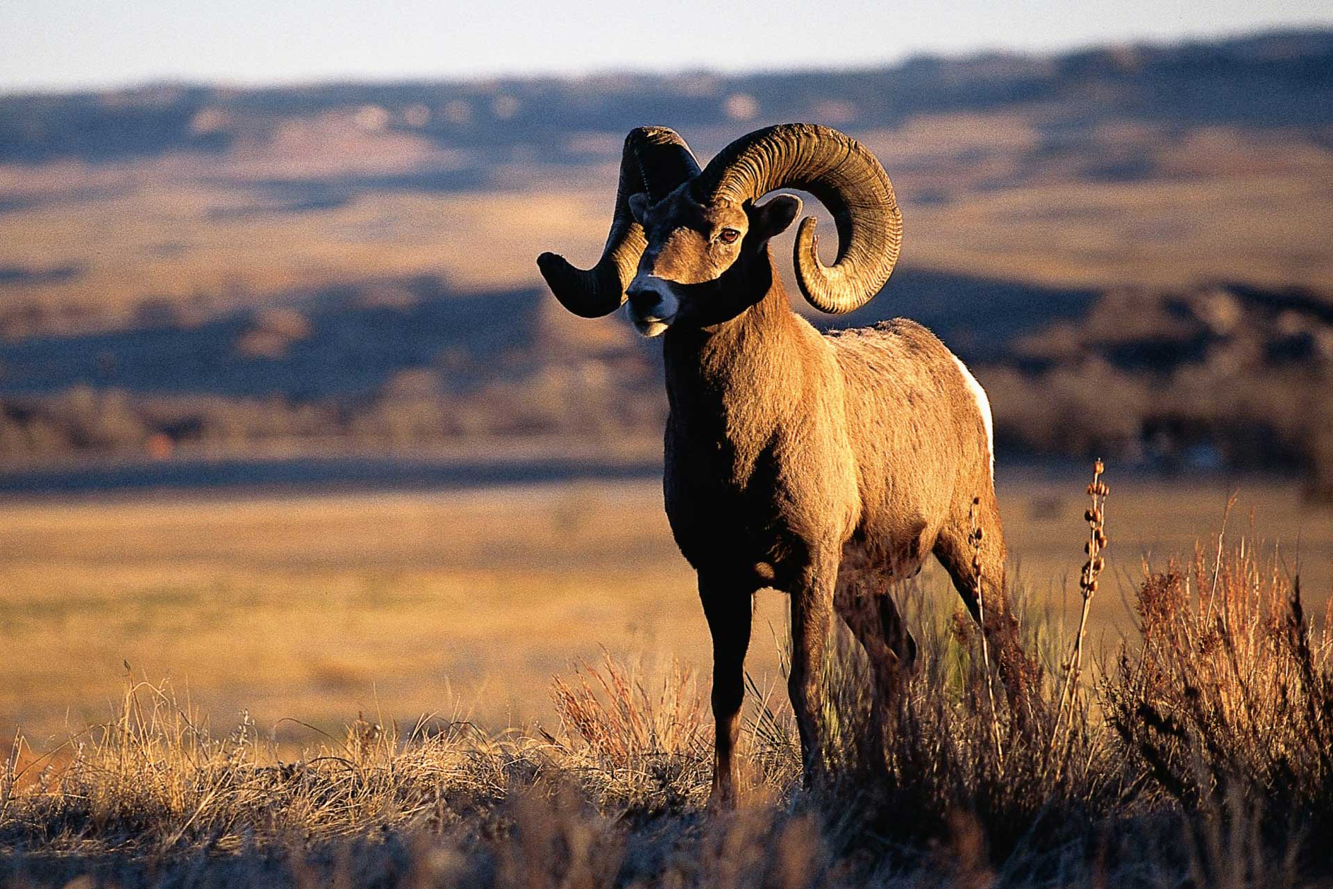 Bighorn Sheep Lottery