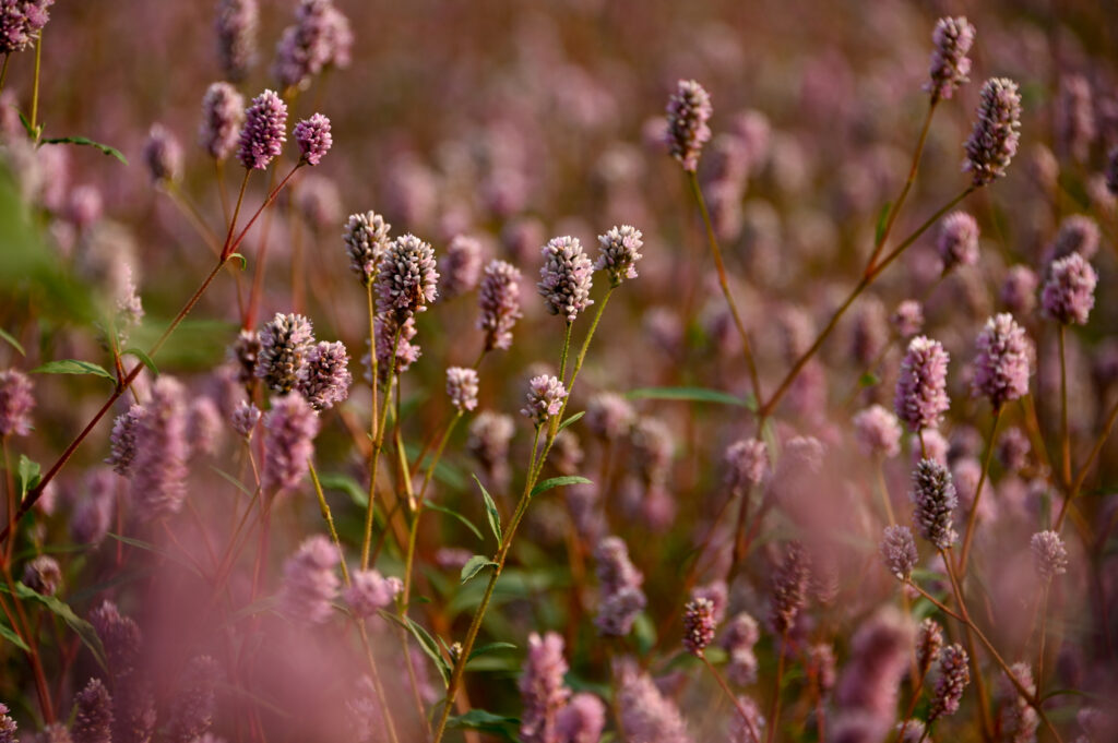 Smartweed Blooming in a Southwest Nebraska Playa