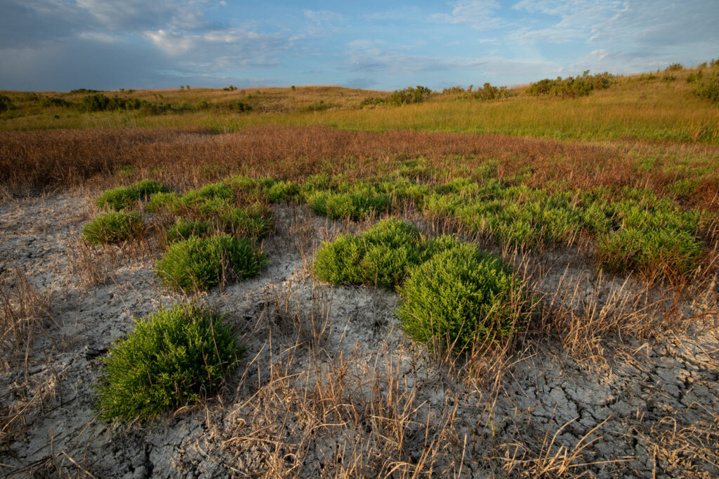 Saltwort growing on a salt flat