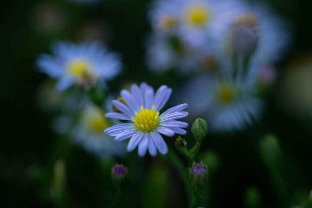 Salt marsh aster blooming in a saline wetland.