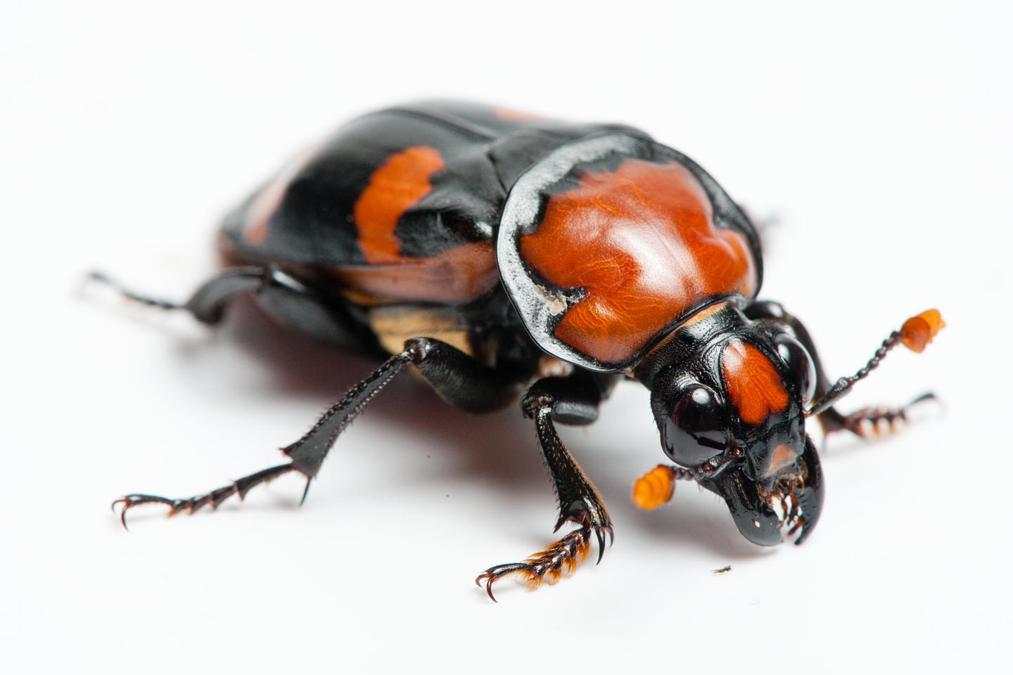 American Burying Beetle