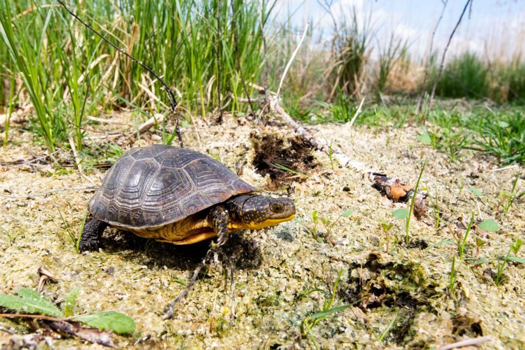 Blanding's turtle on the ground.