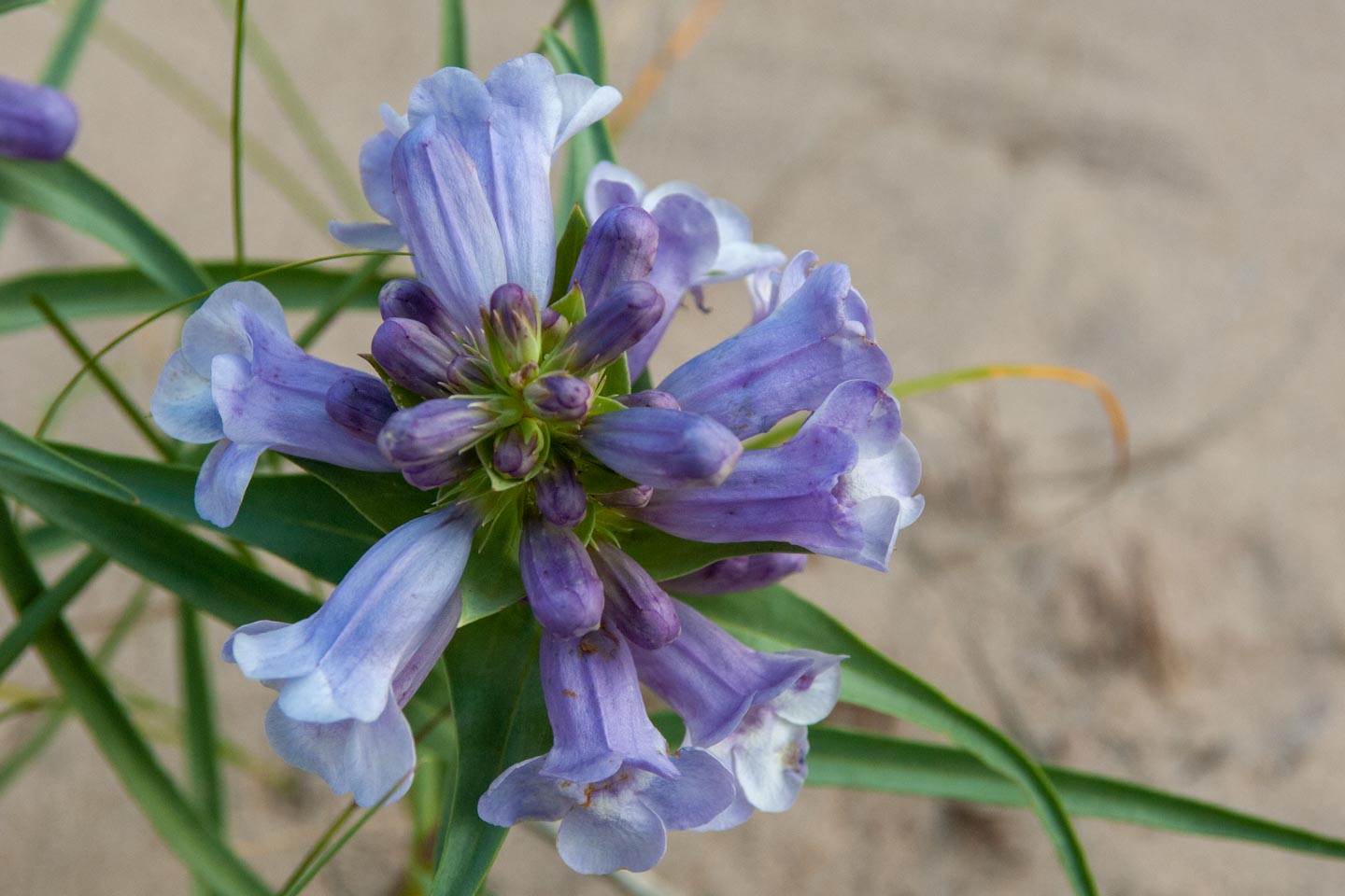 Blowout Penstemon