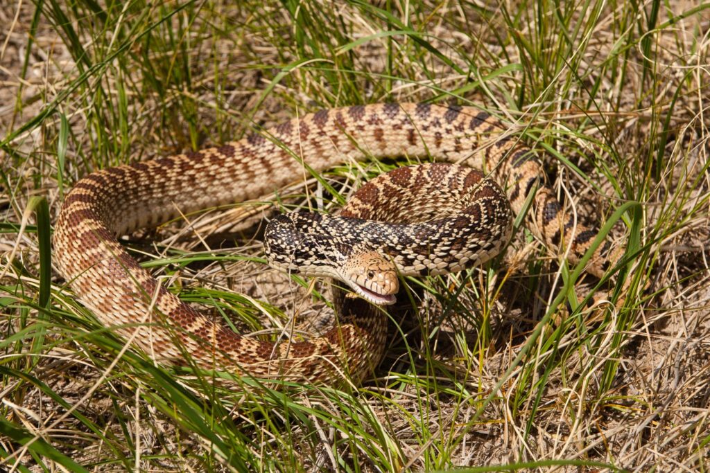 Bullsnake poised to strike in the grass.