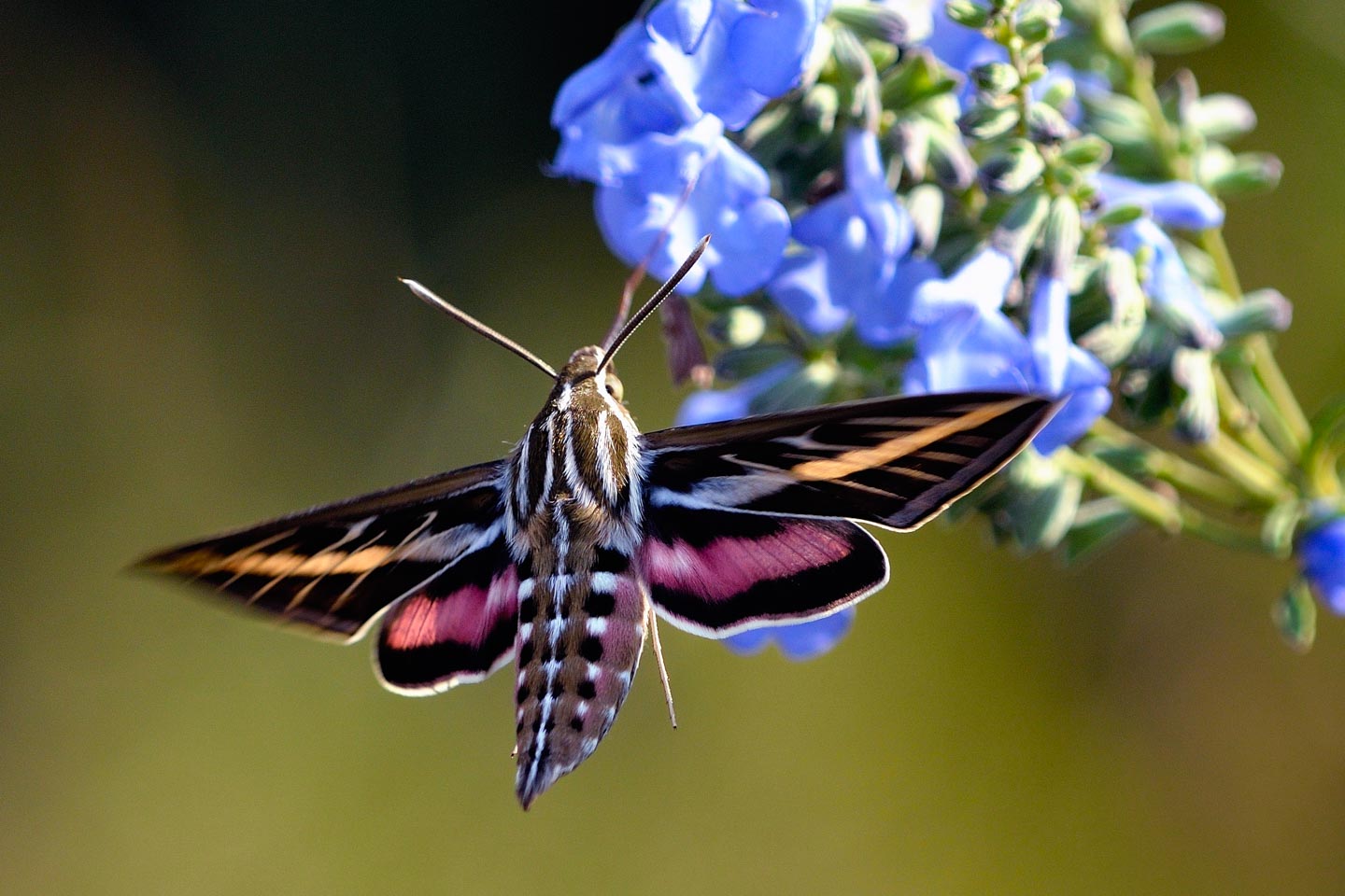 Butterflies & Moths