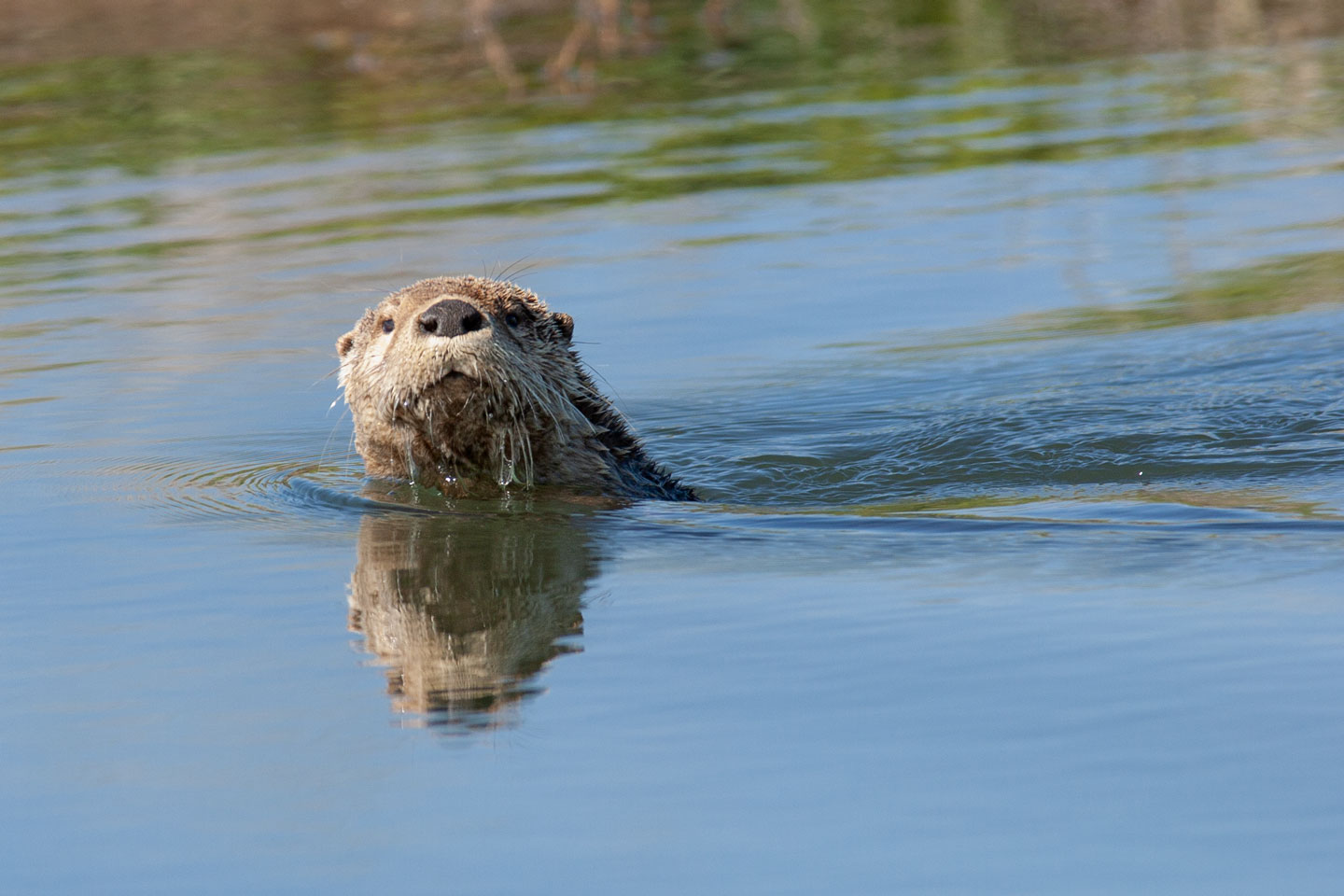 River otter