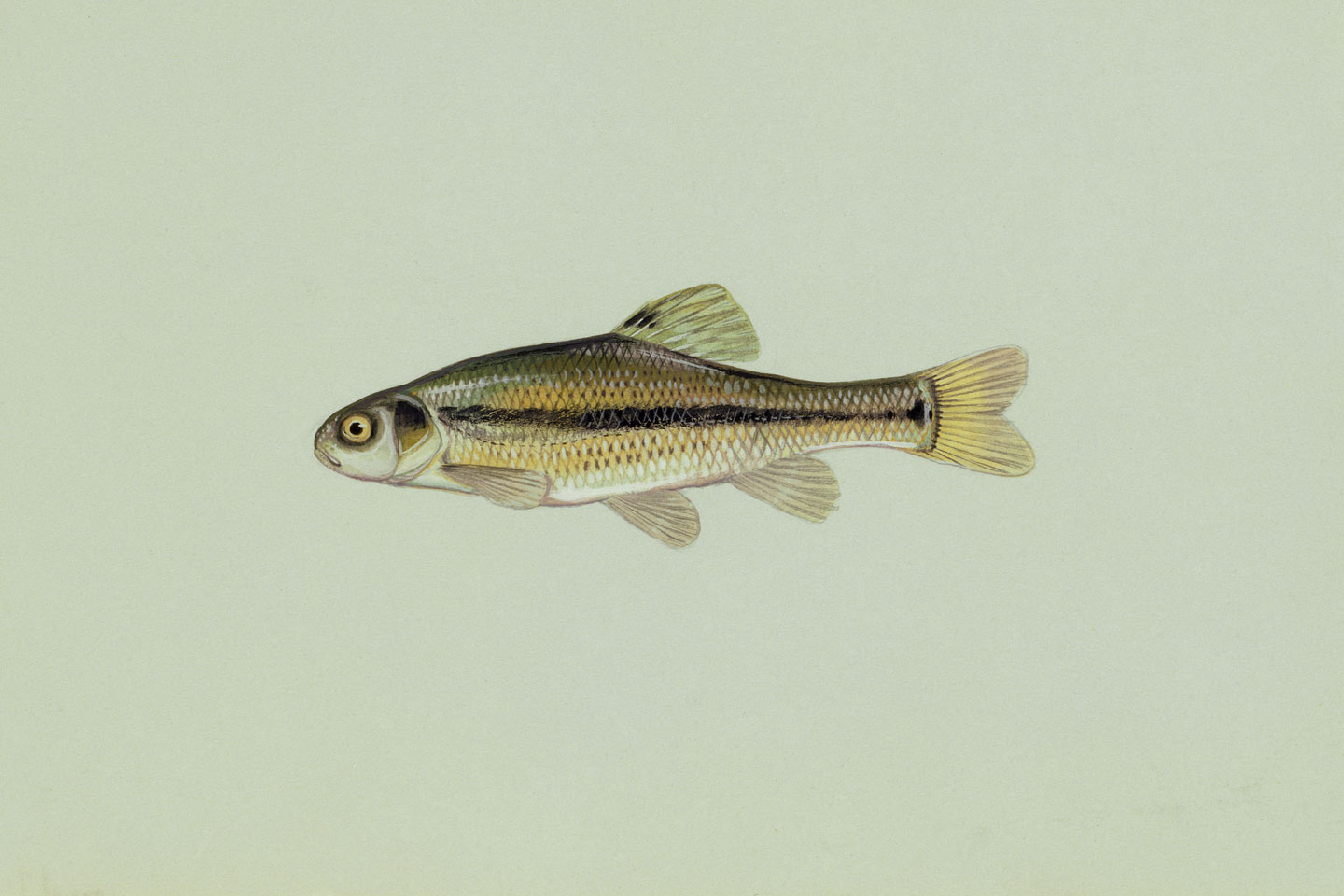 Minnow - Small