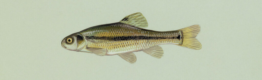 Fathead minnow illustration