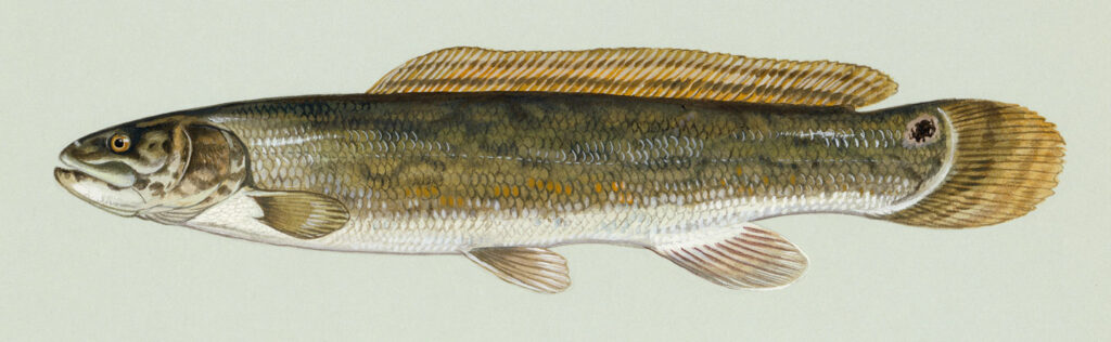 Bowfin illustration