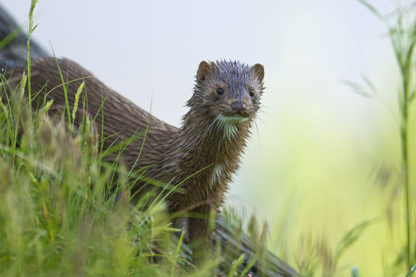 Furbearers