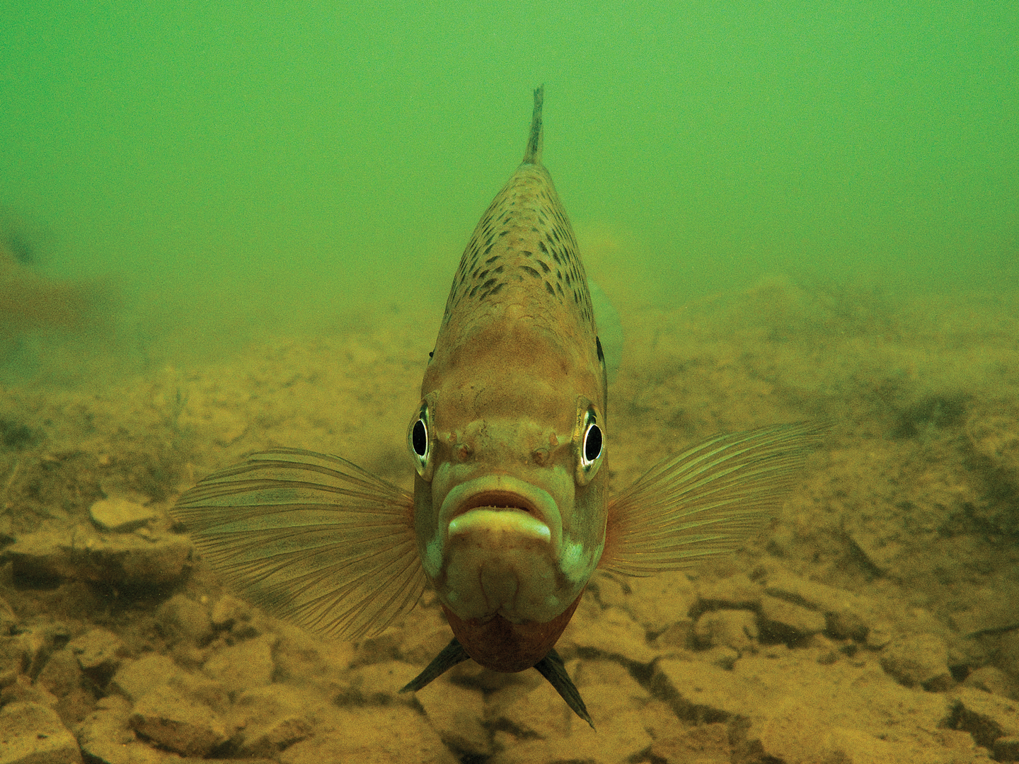 Nebraska State Fish-Art Contest