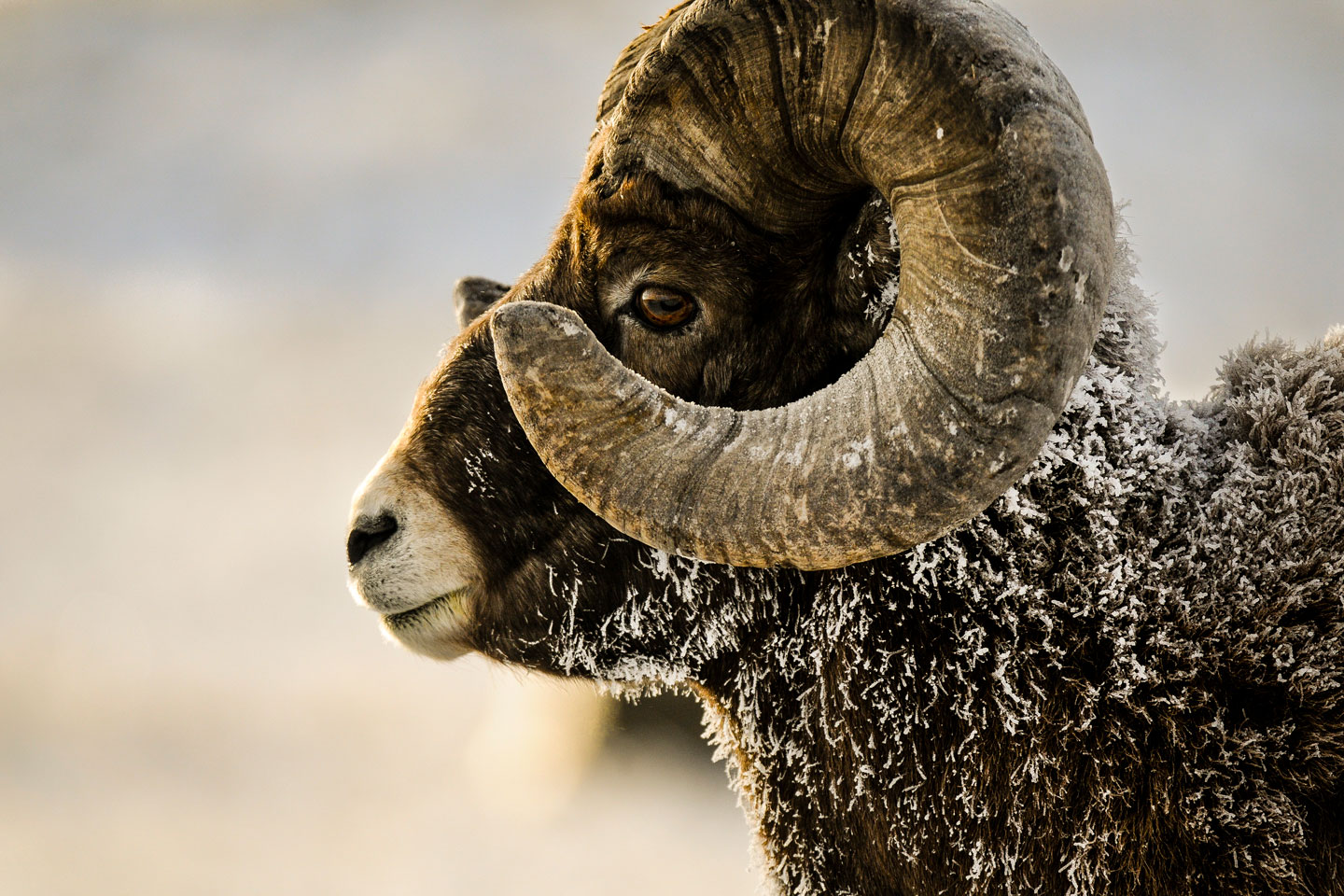 Bighorn Sheep