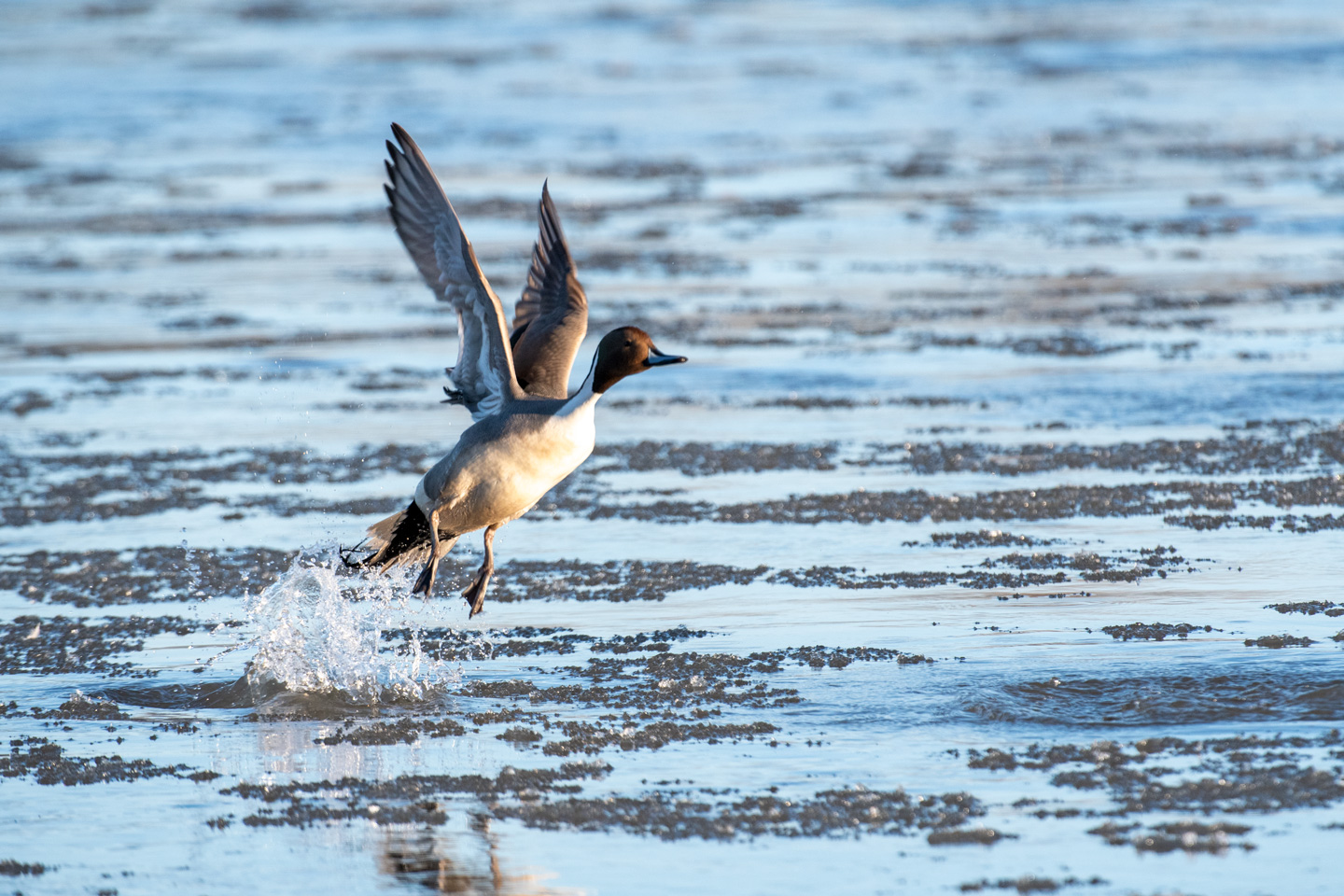 Avian Influenza