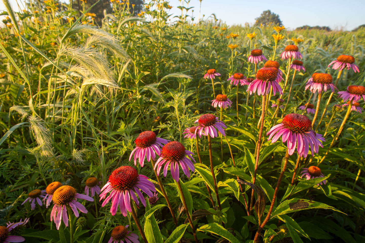 Prairies