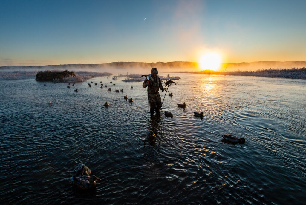 A man walks through the Missouri River setting duck decoys.