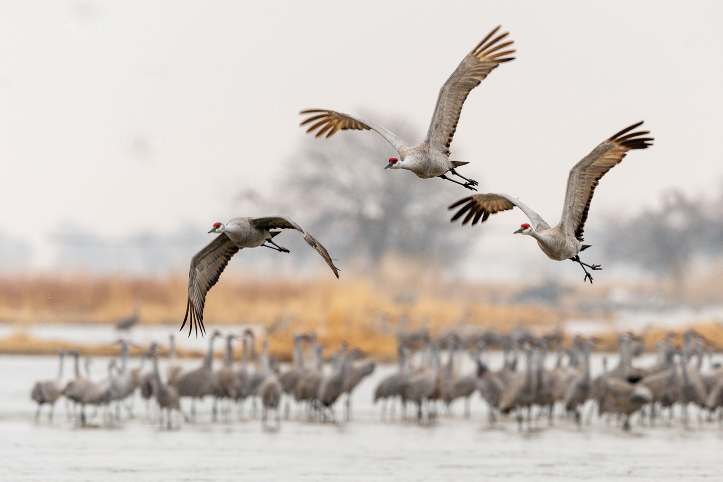 Wildlife Viewing Timeline