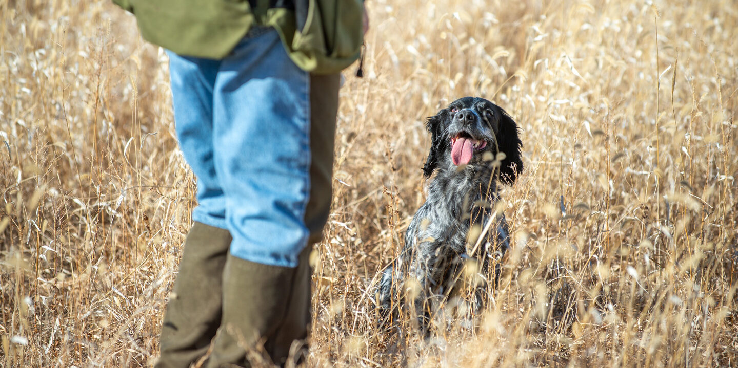 Dog Training and Field Trials