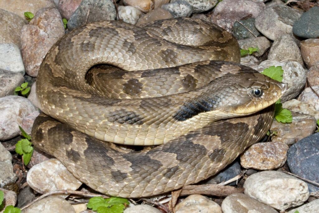 Eastern hognose snake on rocky ground