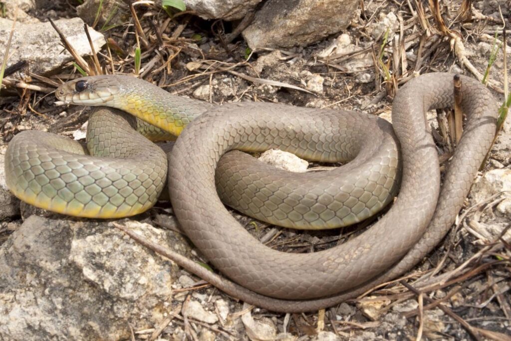 Eastern racer on a rock