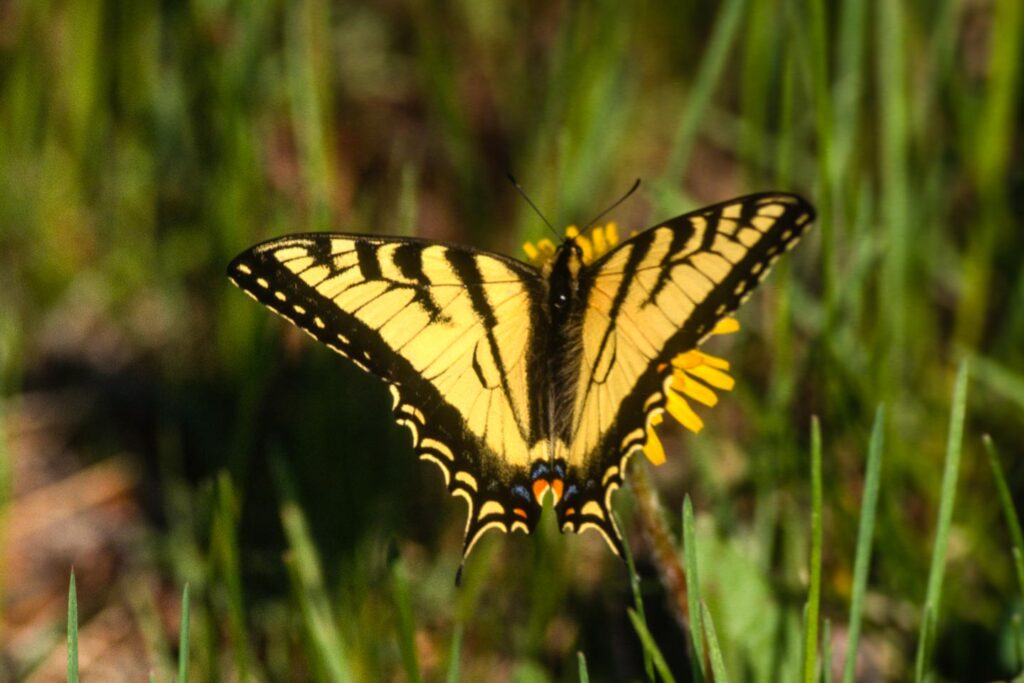 Male eastern tiger swallowtail butterfly on a plant.