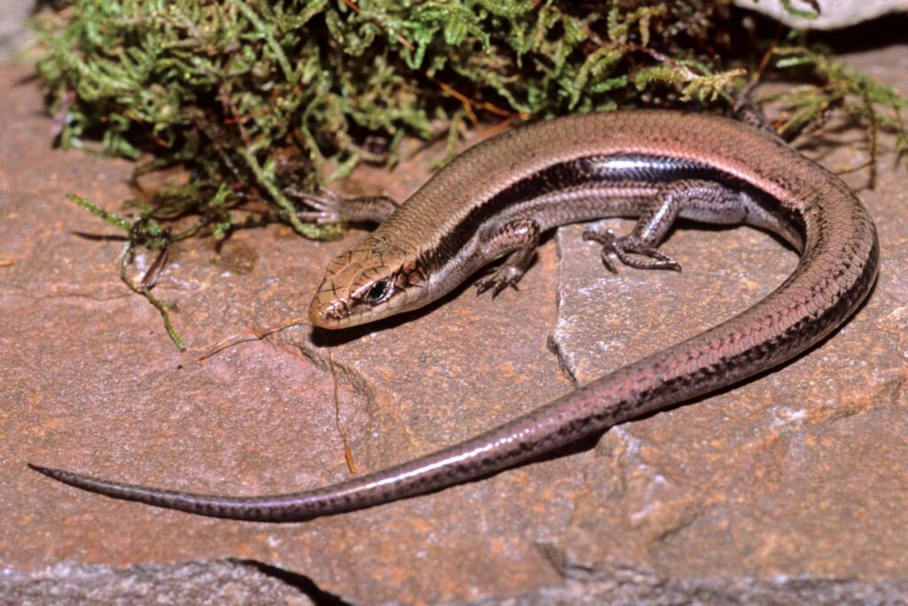 Male adult five-lined skink on a leaf.