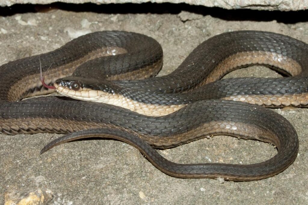 Graham's crayfish snake on a rock