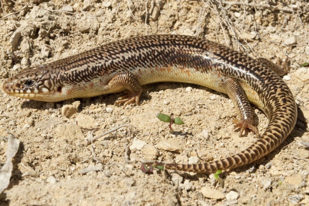 Great Plains skink on a rock.