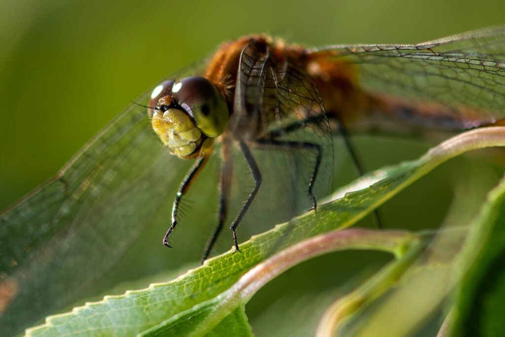 Closeup of a dragonfly on a leaf.