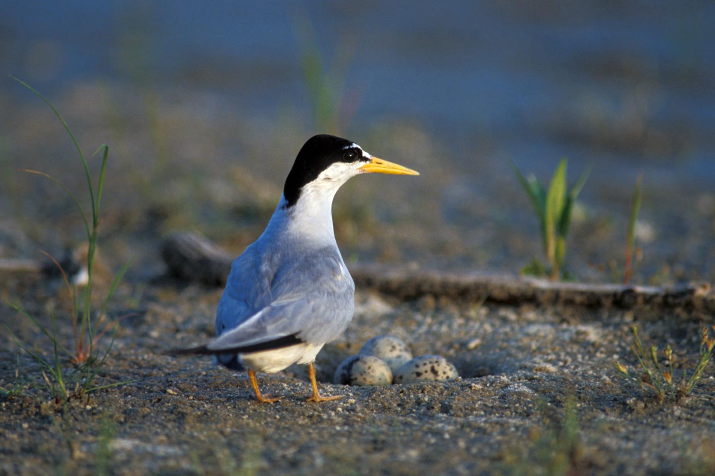 Interior Least Tern