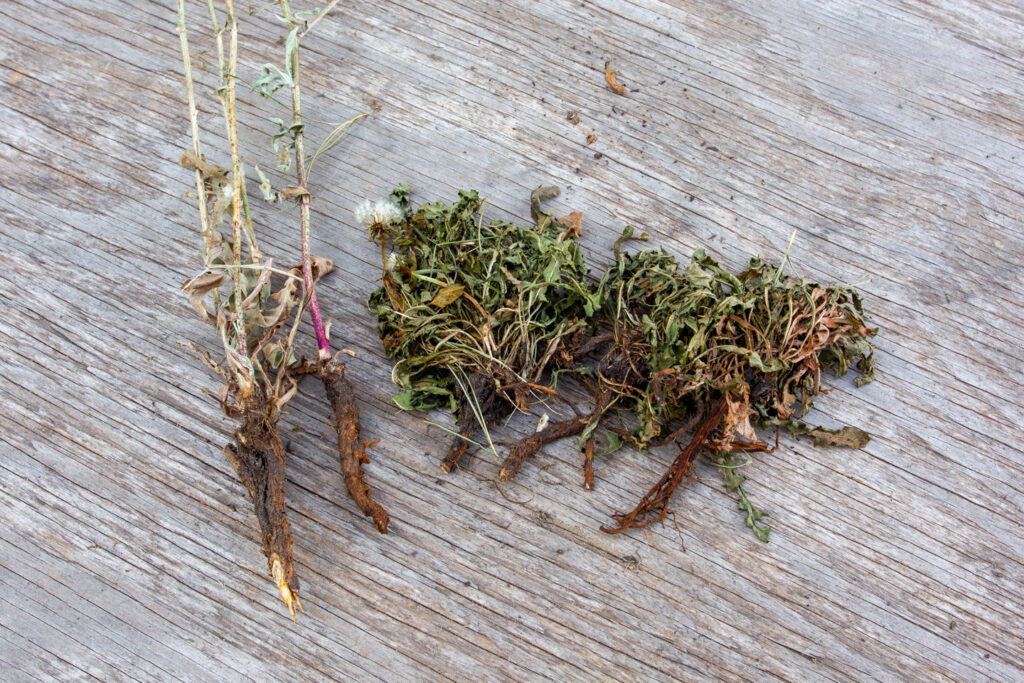 A pile of chicory roots and dandelion roots on a table.