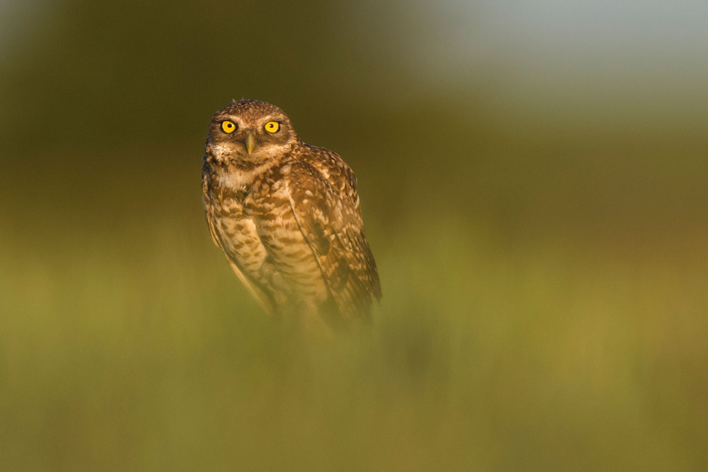 Nebraska Wildlife