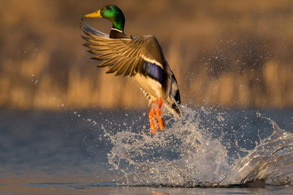 A drake mallard makes a large splash as he takes off in flight.