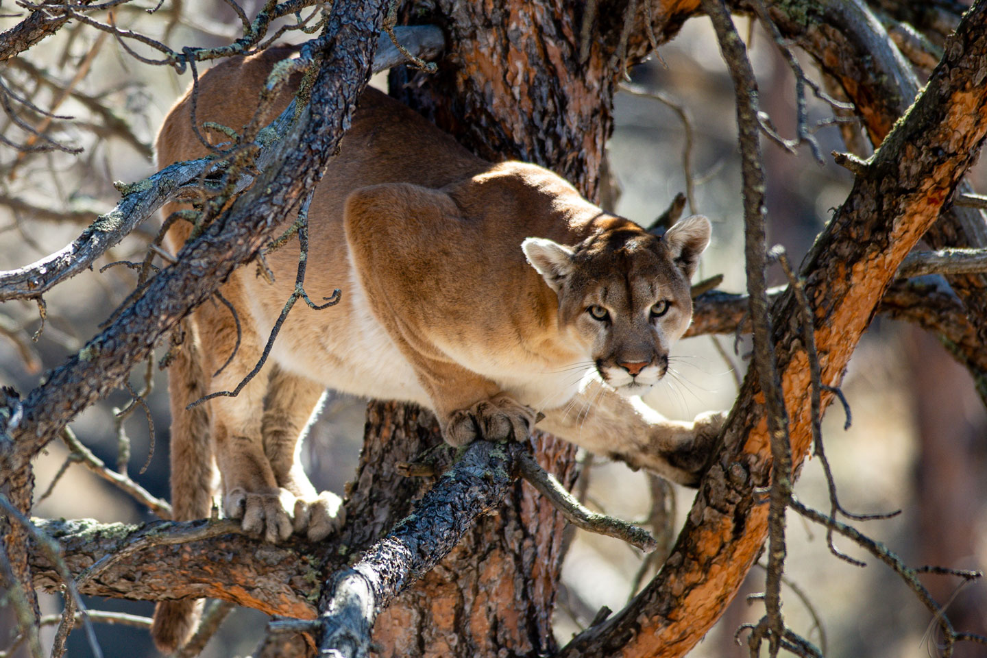 Mountain Lions