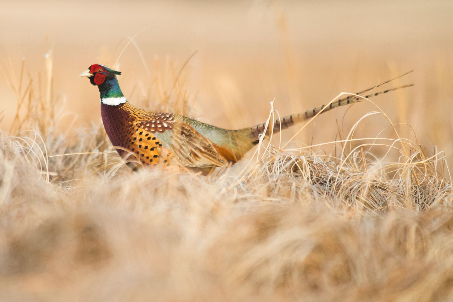 Berggren Pheasant Plan