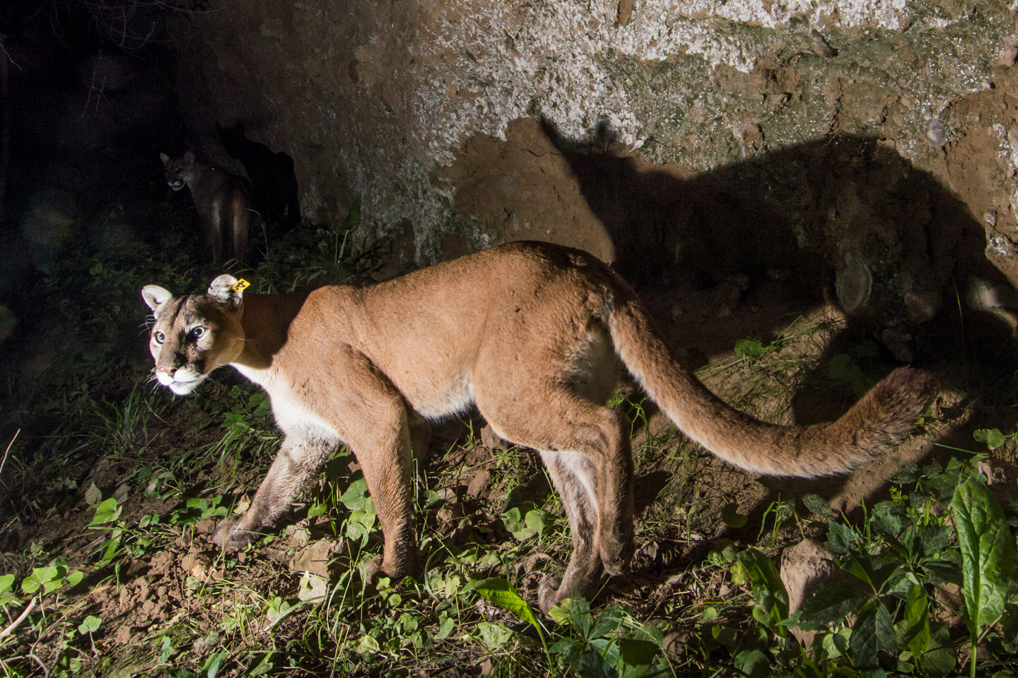 A mountain lion looks at the camera trap as it takes a photo.