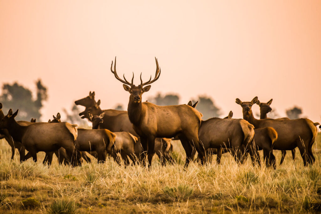 Herd of elk.