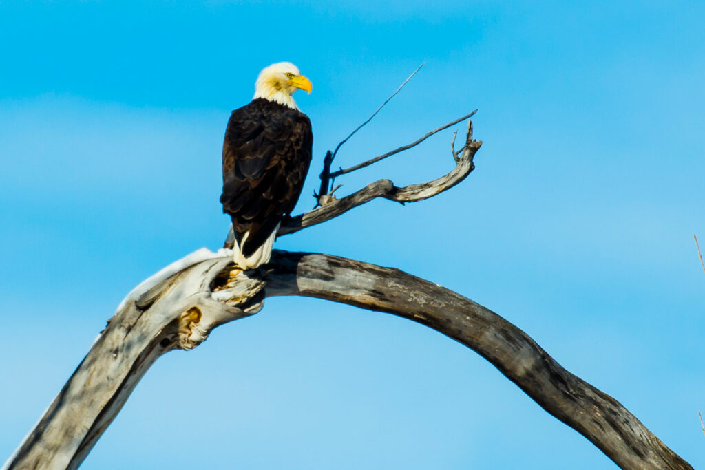 Bald eagle perches on a dead branch against a bright blue sky