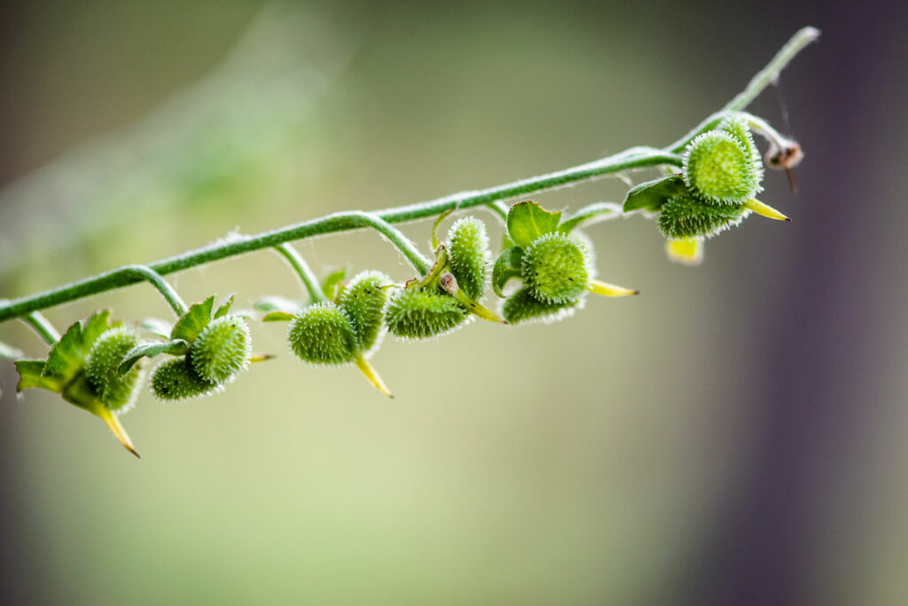 Detail shot of Houndstongue leaves