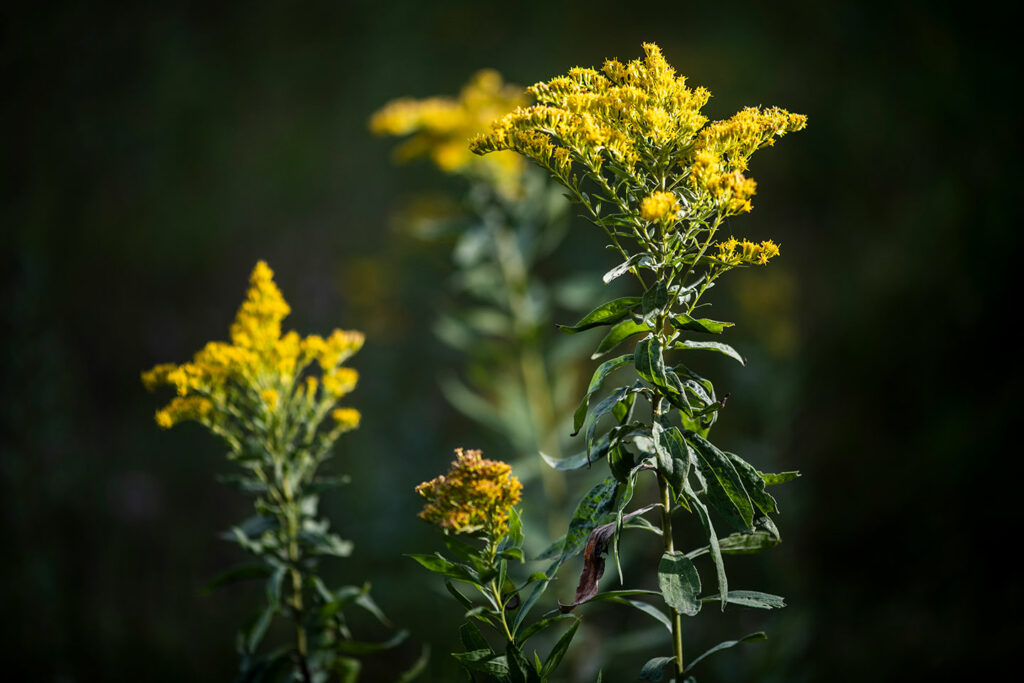 Flowering goldenrod