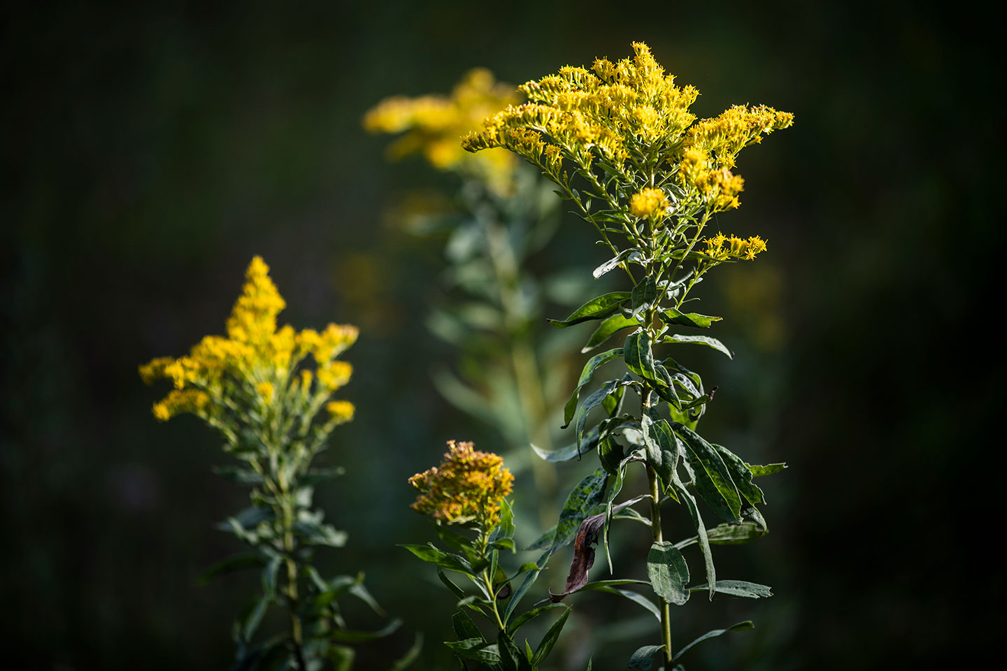 Nebraska Plants