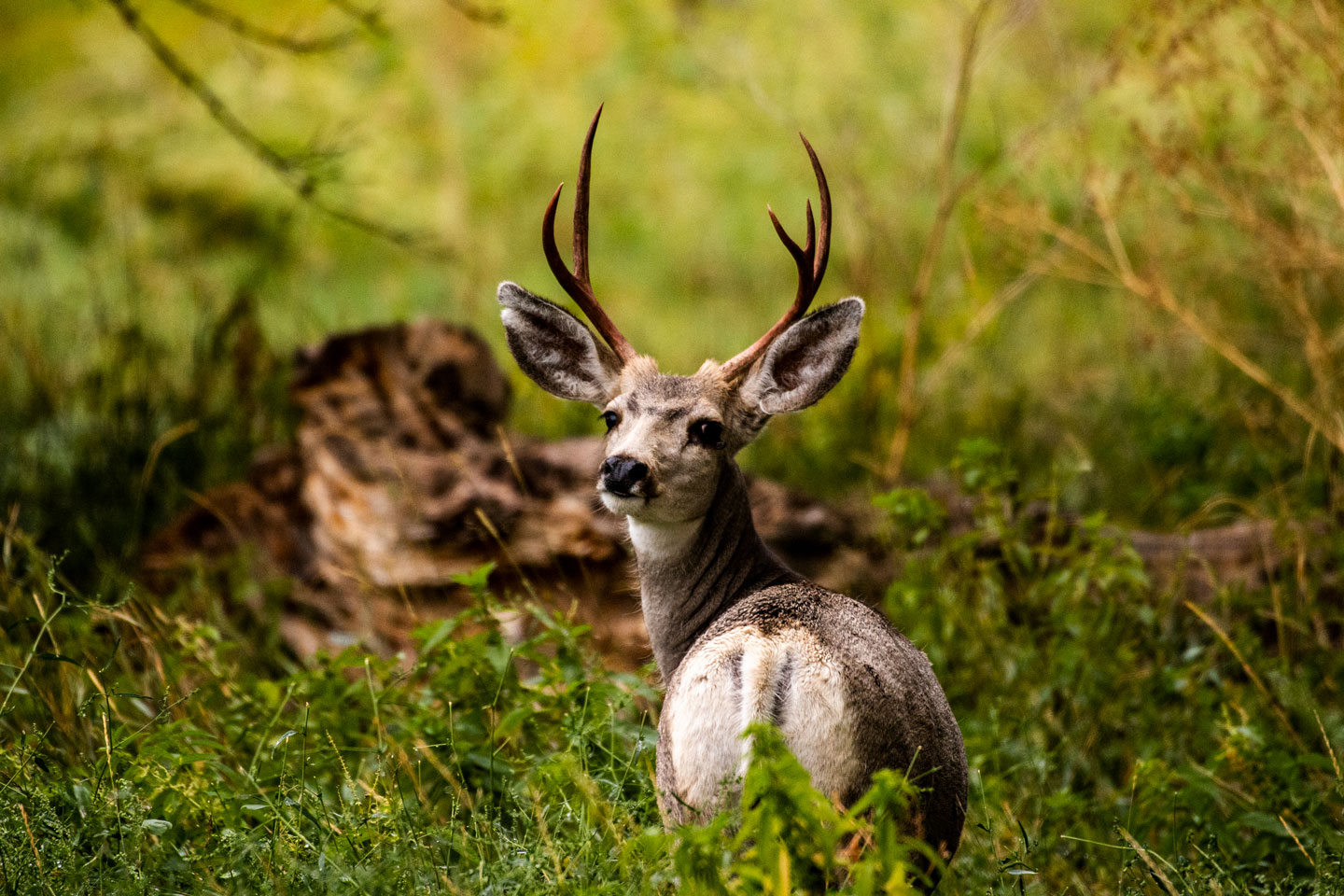 Wildlife diseases