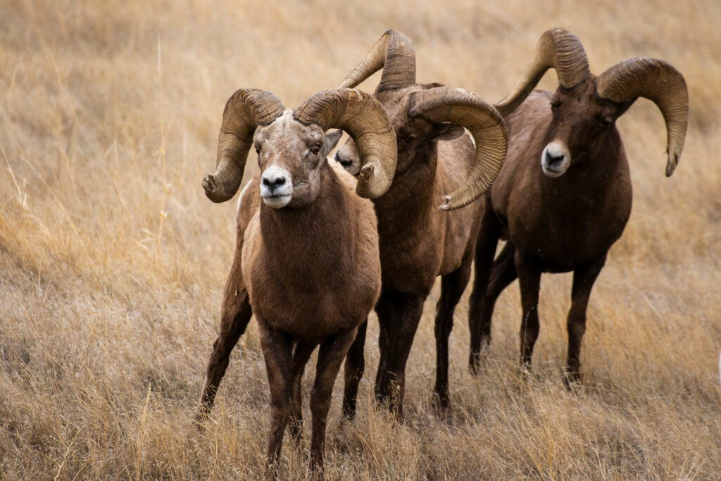 Three bighorn sheep