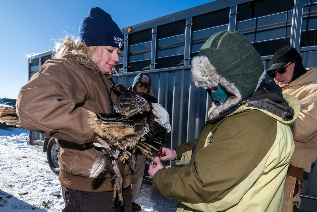 A female researcher holds a wild turkey 