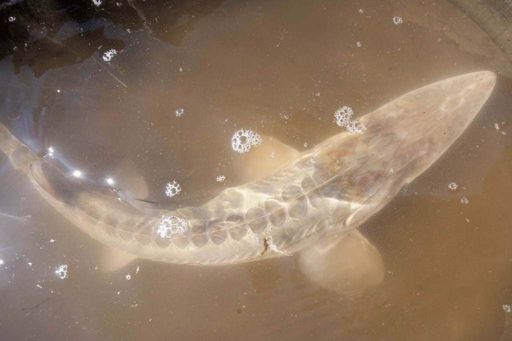 Pallid sturgeon